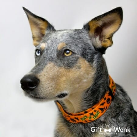Spooky But Cute Halloween Gifts For A Terrifyingly Good Time 123 Cute Halloween Gifts - Halloween-themed pet collars