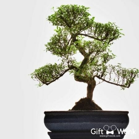 Christmas Gifts for Girlfriends - Bonsai Tree