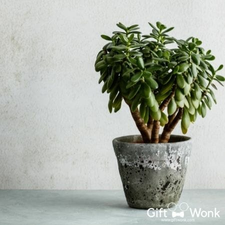 Practical Christmas Gift Ideas for Coworkers 94 Practical Christmas Gift Ideas for Coworkers - Mini Money Tree