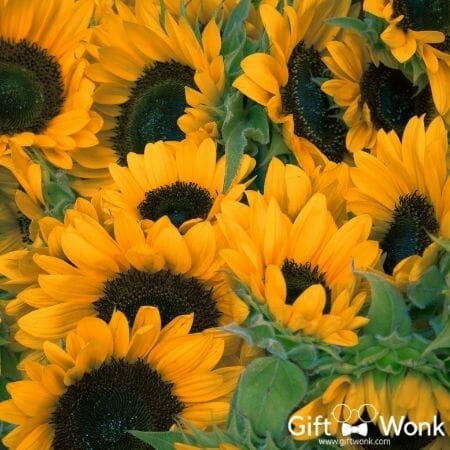 Cool and Unique Christmas Gifts for Him - Sunflower Garden Grow Kit