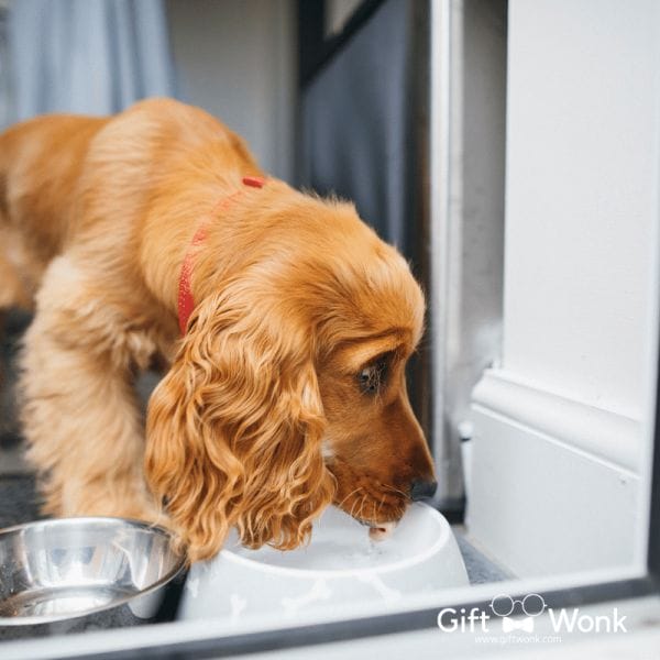A picture of a dog drinking water from a dog bowl