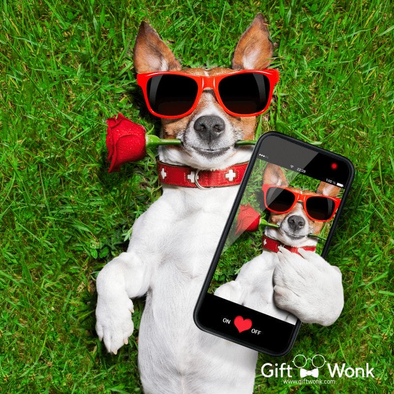 A cute dog wearing red shades and biting on a rose taking a selfie