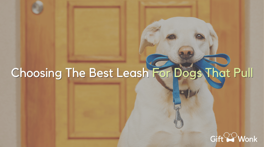 Best Leash For Dogs That Pull