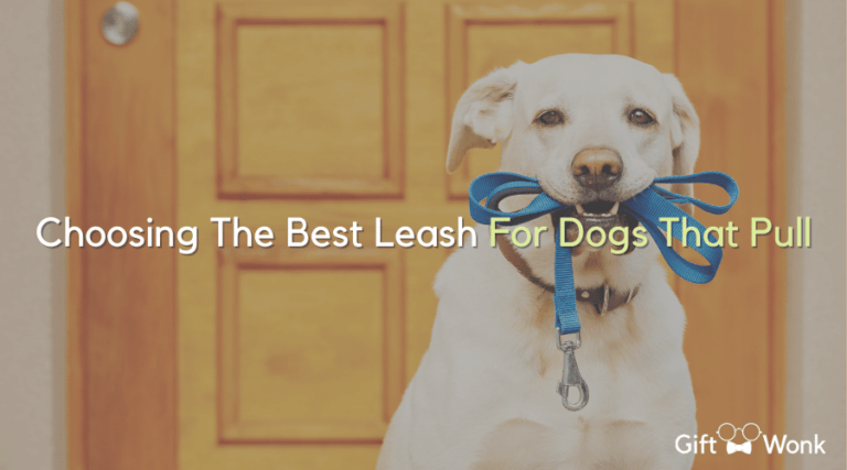 5 Best Leash For Dogs That Pull